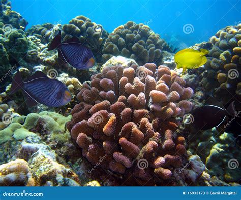 Various Tropical Fish And Corral At Maui Hawaii Stock Image Image Of