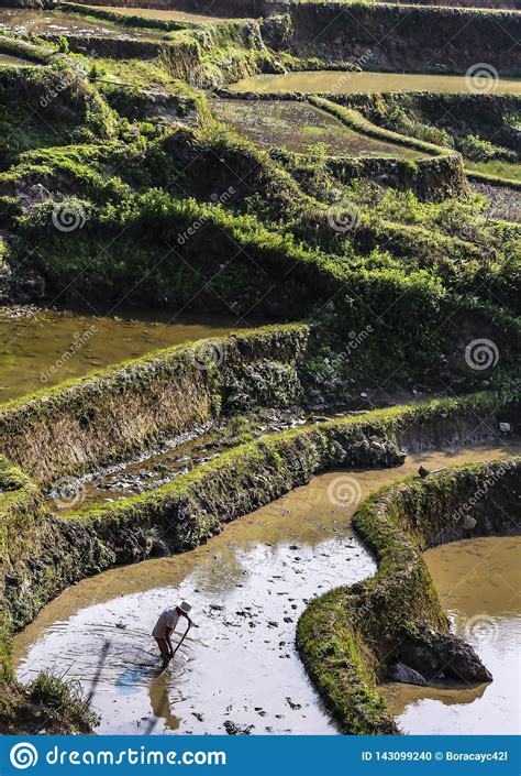 A Farmer Plowing And Harrowing The Rice Paddy Fields At Yuanyang Rice