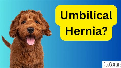 Should I Buy A Puppy With An Umbilical Hernia A Savvy Decision Guide