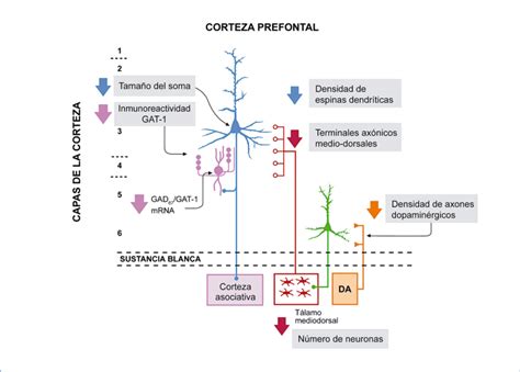 Circuitos Neuronales Corticales En Esquizofrenia En Azul Neuronas
