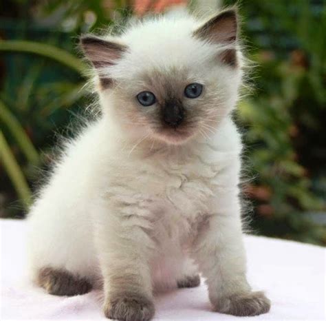 Apakah kucing peliharaanmu saat ini termasuk dalam kategori jenis kucing paling cantik di dunia? Open Minda: SENARAI Baka Kucing Berbulu Paling Lebat Dan ...