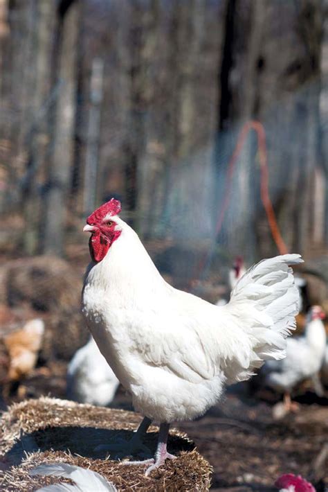 Bresse of Blairstown: A Chicken of Tradition | Edible Jersey