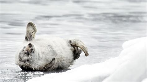 Saimaa Ringed Seal Nationalparksfi