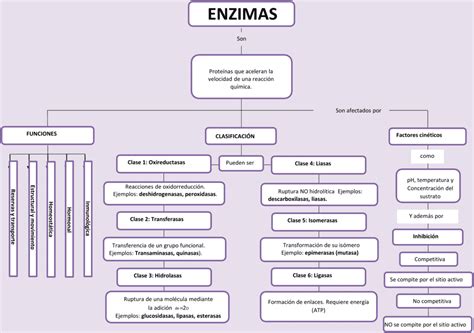 Mapas Conceptuales De Las Enzimas Descargar The Best Porn Website