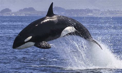 Grandmother Hypothesis May Explain Why Killer Whales And