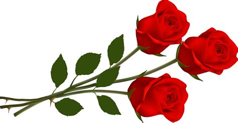3 Roses Png png image