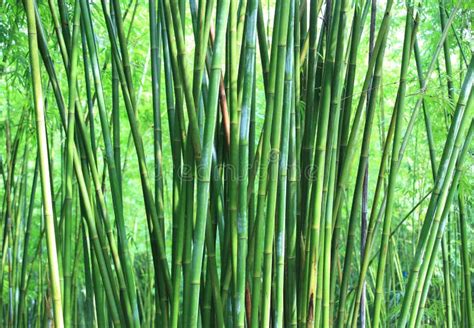 Bamboo Trees Stock Photo Image Of Bright Foliage Outdoor 35199958