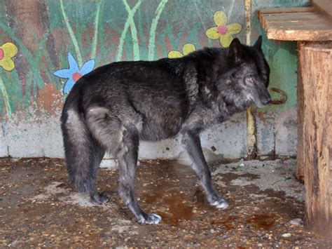 The northwestern wolf (canis lupus occidentalis), also known as the mackenzie valley wolf, rocky mountain wolf, alaskan timber wolf, or canadian timber wolf, is a subspecies of gray wolf in western north america. Canis lupus occidentalis / Mackenzie Valley wolf in ...