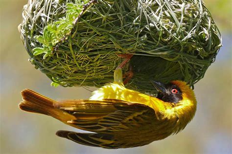 10 Bird Nests Species Identification By Nest Shape