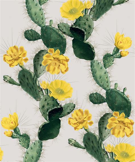 Cactus Phone Wallpapers Top Free Cactus Phone Backgrounds