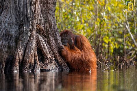 Flying Fish And A Camera Shy Orangutan Incredible Photos From This