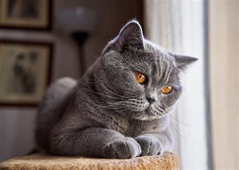 7 Cat Breeds With Short Ears With Pictures Excited Cats