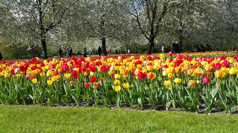 Fotos Gratis Campo Flor Tulipán Botánica Jardín Flores Colores