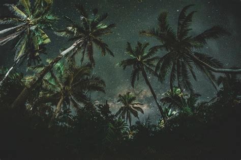 Coconut Trees Palms Trees Starry Sky Hd Wallpaper Wallpaper Flare