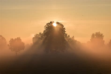 Free Images Tree Horizon Cloud Sun Fog Sunrise Sunset Mist