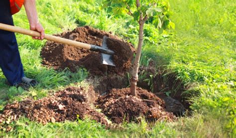 How To Transplant A Tree Safely A Step By Step Guide