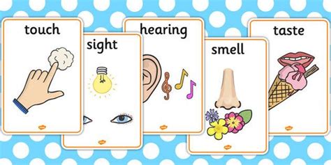 5 Senses Display Posters For Kids Flashcards For Kids Senses Letter