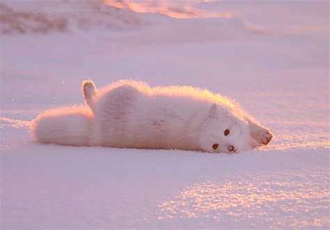 Stunning Pictures Of Pink Arctic Fox Basking In Sunrise On Yamal