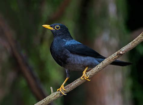 Sabiá Una Turdus Flavipes Wikiaves A Enciclopédia Das Aves Do Brasil