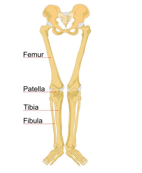 It is also known as the calf bone as it sits slightly behind the tibia on the outside of the leg. September 9, 2015: Mission Central Helps Save a Man's Leg ...