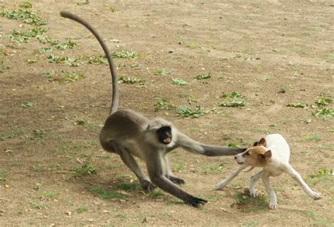 Monkey And Dog Stock Photos Pictures And Royalty Free Images Istock