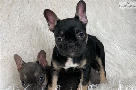 Standard coat colors for frenchies are brindle, cream, and fawn. Star: French Bulldog puppy for sale near Los Angeles ...