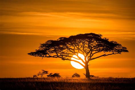 Acacia Tree Pôr do sol africano Lindas paisagens Pintura silhueta