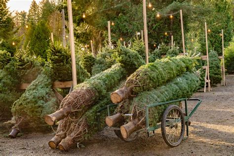 89 Christmas Tree Farms Around The Uk House And Garden