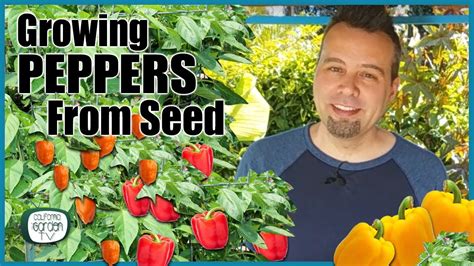 How To Grow Peppers From Seed Step By Step Instructions Youtube