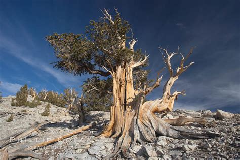 Photos Of Ancient Bristlecone Pine Trees Natural History Photography Blog