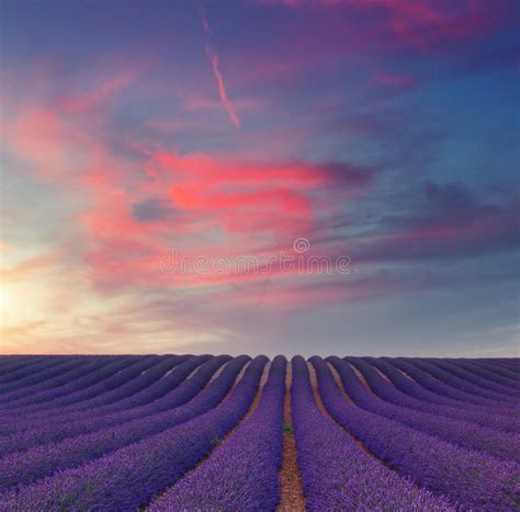 Beautiful Colors Purple Lavender Fields At Sunset Near Valensole Stock