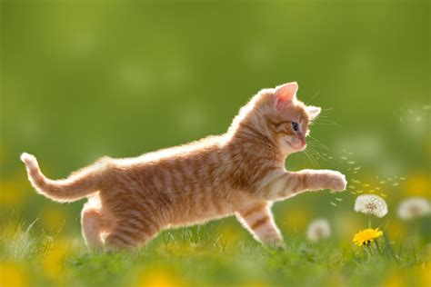 Download Baby Animal Dandelion Kitten Animal Cat 4k Ultra Hd Wallpaper