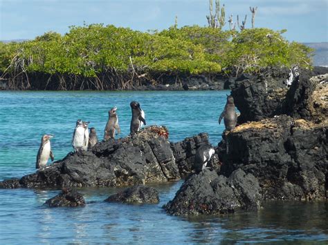 Découvrez Les îles Galapagos En 30 Infos Fascinantes