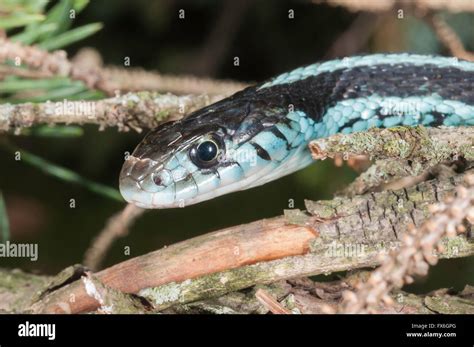 Puget Sound Garter Snake Thamnophis Sirtalis Pickeringii Native To Nw