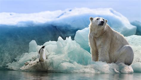 Polar Bears Could Go Extinct By The End Of The Century Due