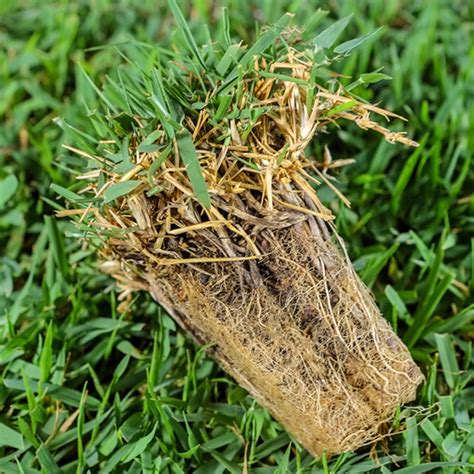 Although a rotary mower with sharp blades can work for some types of zoysia grass, the soft, thick foliage dulls blades quickly and bogs. Everything You Need To Know About Zoysia Grass
