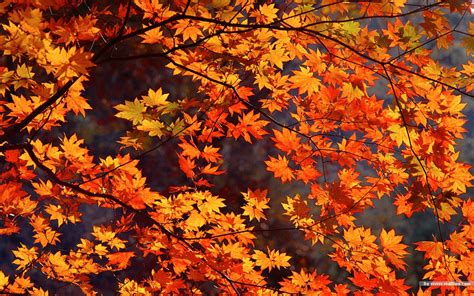 76 Fall Foliage Desktop Wallpapers Wallpapersafari
