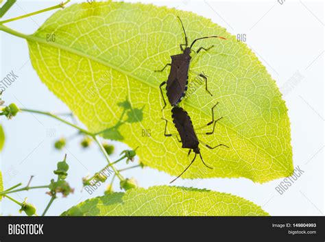 beetles have sex on image and photo free trial bigstock