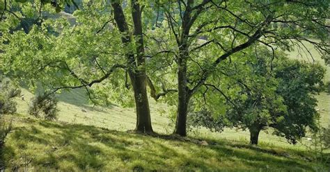 Video Great British Trees The Ash The Word Forest Organisation
