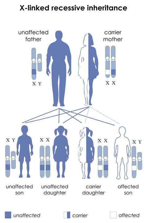 A recessive trait is expressed only in homozygous state in diploids as its effect is masked by presence of dominant allele in the heterozygous condition. X-linked recessive inheritance - Wikipedia