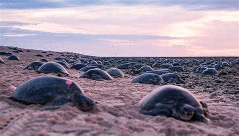 Watch Largest Migration Of 64000 Green Turtles Captured On Drone