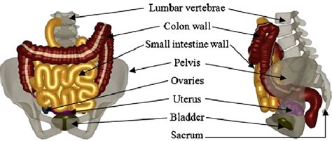 Internal Female Stomach Structure