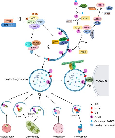 Frontiers Autophagy An Intracellular Degradation Pathway Regulating Plant Survival And Stress