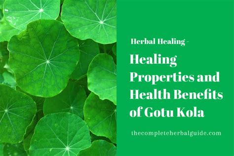 Health Benefits Of Gotu Kola Archives The Complete Herbal Guide