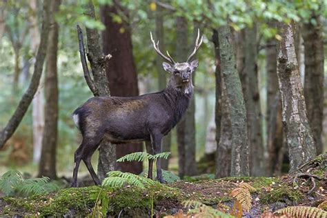 Sika Deer Cervus Nippon Stag In Woodland Available As Framed Prints