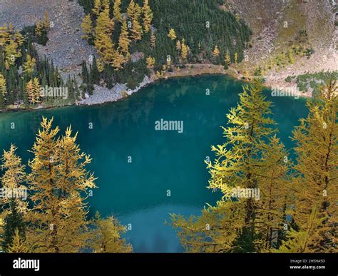 Aerial View Of Lake Agnes In Autumn With Yellow Larch Trees And Green