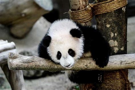 Zoonegara First Malaysian Born Panda Cub Named Nuan Nuan Hype Malaysia