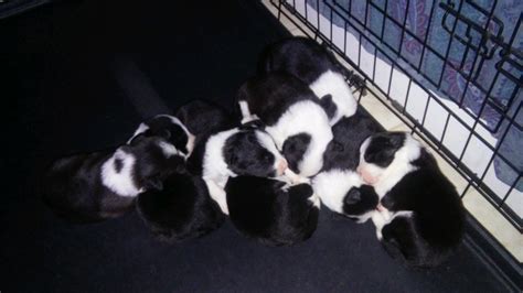 See puppy photos, reviews, health information. Nells Border Collies | Border Collie Breeder | Detroit ...