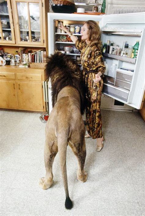 Tippi Hedren 1971 At Home With Her Pet Lion ‘neil Pet Lion Tippi