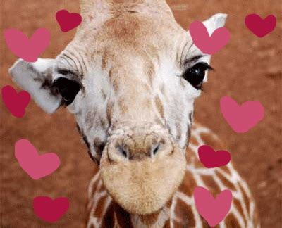 Lovely Giraffe Gifs Get The Best Gif On Giphy